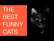The Best  Funny Cats #1